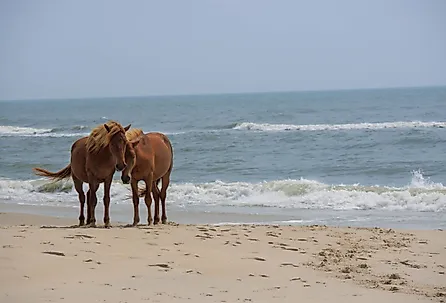 Horses on the beach at Assateague Island National Seashore