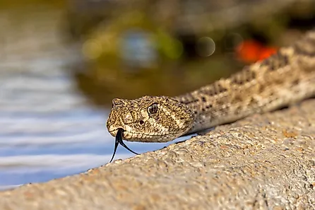 Western rattlesnake