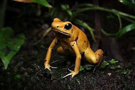A golden poison frog (Phyllobates terribilis)