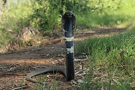 A rinkhals (Hemachatus haemachatus)