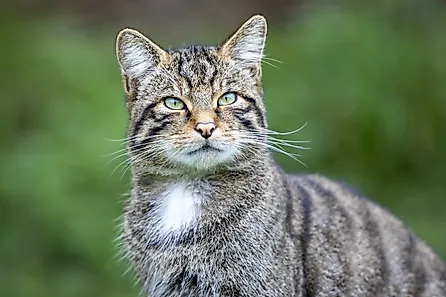 Portrait of a Scottish Wildcat.