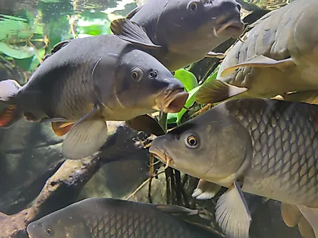 A closeup of common carp (cyprimus carpio carpio) Credit: Wirestock Creators via Shutterstock