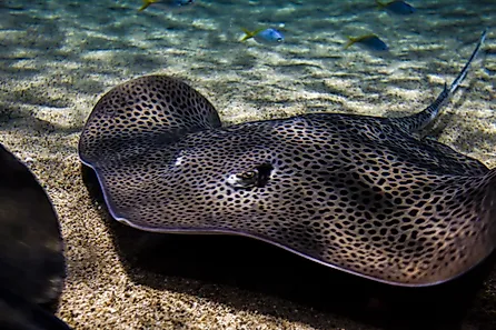 A wonderful shot of freshwater stingray fish