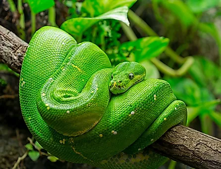 Green tree python (Morelia viridis)