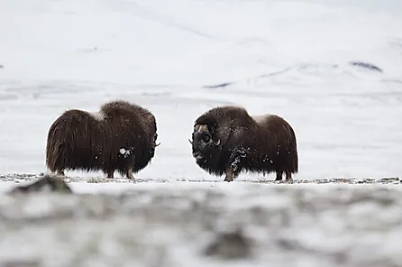 Musk-ox pair in winter in Norge, Dovrefjell Nation Park. Via Shutterstock / Zoltan Katona.