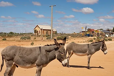 Two donkeys in Silverton, New South Wales, with Wesleyan Methodist Church in the background.