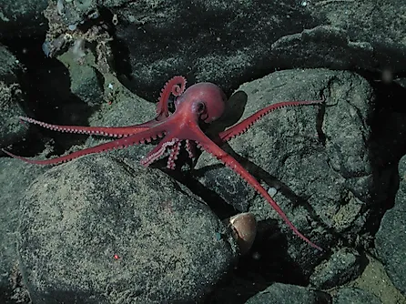 Benthoctopus and a clam near the summit of Davidson Seamount, 1,461 m (4,793 ft) deep.