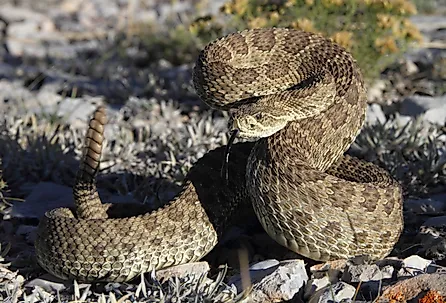Prairie rattlesnake in strike pose.