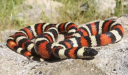 California Mountain Kingsnake, Lampropeltis zonata (multicincta), in its rocky mountain habitat.