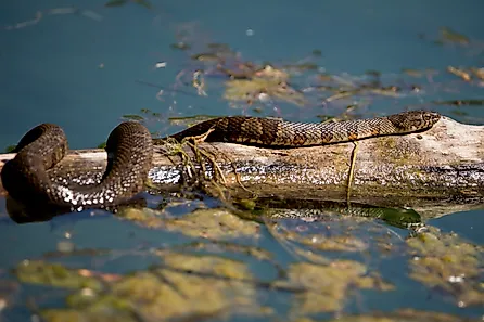 A Northern water snake on a log above the water.