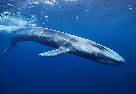 The Blue Whale is the largest seen whale off the coast of the US. Credit: Ajit S N/ Shutterstock.com