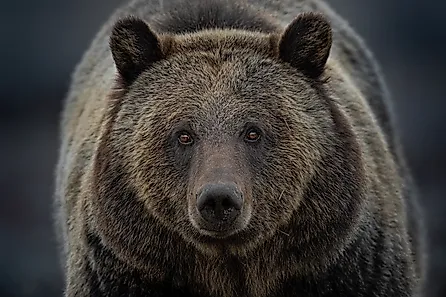 A close up of a grizzly bear
