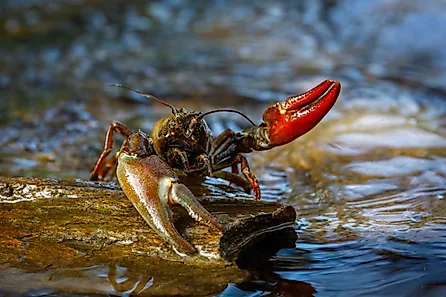Signal crayfish, Pacifastacus leniusculus. 