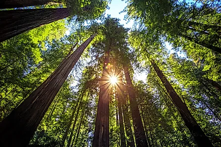 Sunset Between the Trees in the Founders Redwood Grove in Humboldt Redwoods State Park, California