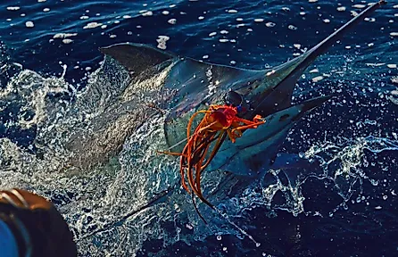 Big marlin catch