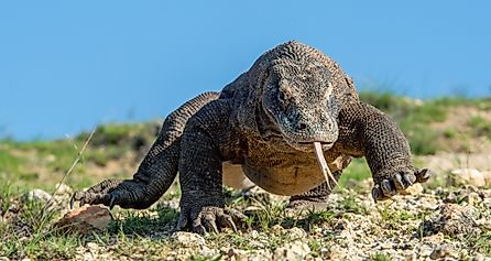 A wild Komodo dragon (Varanus komodoensis) in Indonesia. (Credit: Sergey Uryadnikov via Shutterstock)