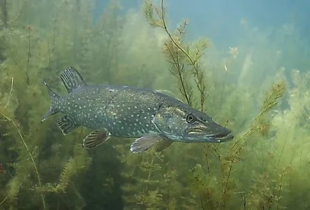 Northern pike, esox lucius, underwater.