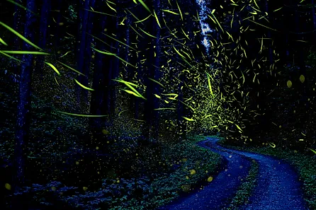 Fireflies light up a forest in Japan.
