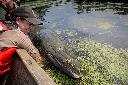 A USFWS employee holding an alligator gar beside a boat.