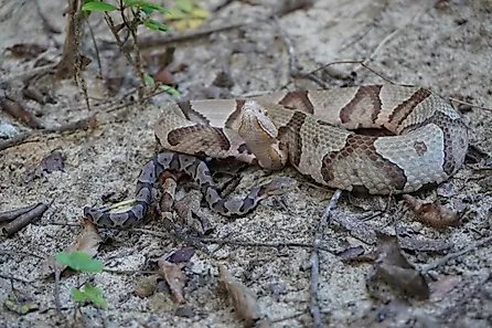 Adult copperhead and young