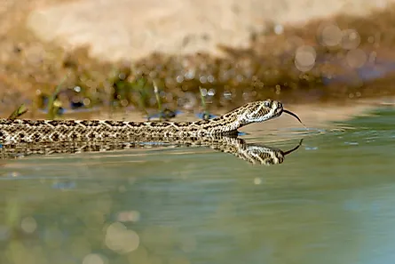 A Western-diamondback rattlesnake entering the water.