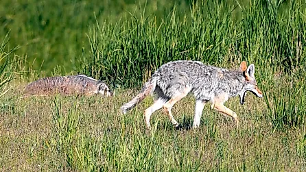 A wild coyote and badger hunting together as a hunting pair in Wyoming.
