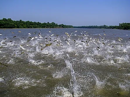 Flying Asian carp massively jump out of the water. 