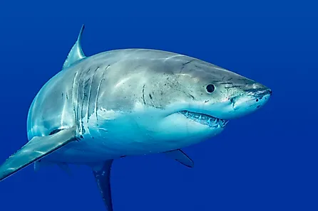 A great white shark swimming, looking for food. 