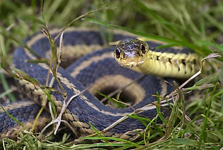 Common garter snake coiled in the grass, facing the camera.