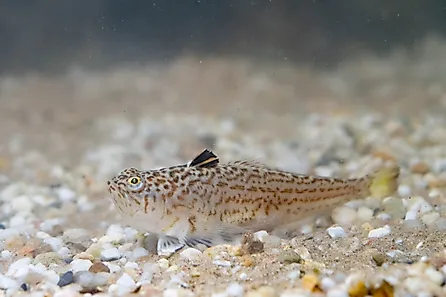 A weeverfish