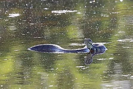 A large venomous water moccasin, one of the species found in Arkansas. 
