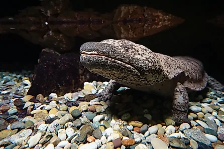 A Japanese giant salamander (Andrias japonicus)