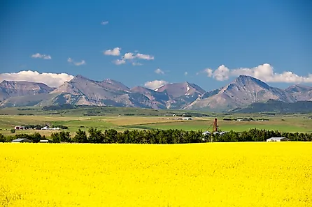 Yellow canola flowers in full bloom in the foothills near Pincher Creek, Alberta.