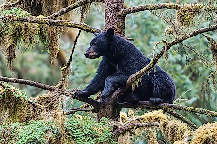 American Black Bear, Ursus americanus, Anan Creek, Tongass National Forest, Alaska. In a tree."n