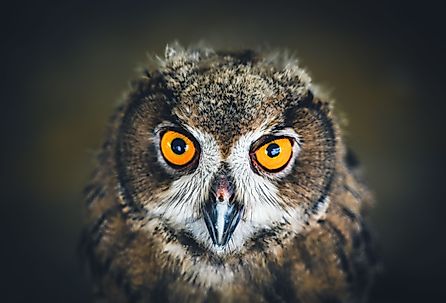 Close up face of a Eurasian Eagle Owl.