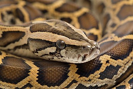 Burmese Python (Credit: dwi putra stock via Shutterstock)