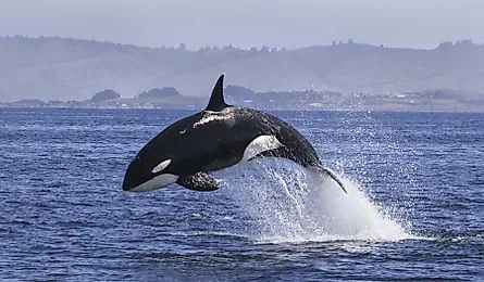 Killer Whale (Orcinus Orca). 