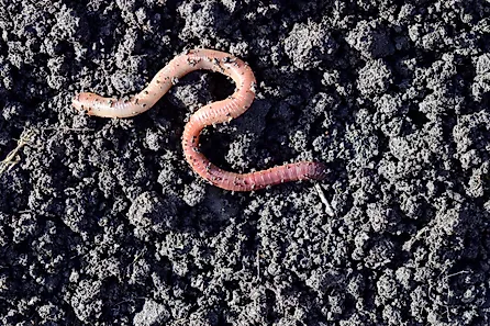 Earthworm moving on the fertile soil.