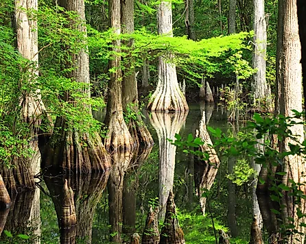 Cypress trees and their reflections along a trail in early summer at First Landing State Park in Virginia Beach, Virginia