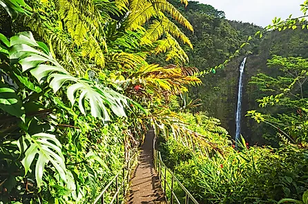 The beautiful natural world of the Akaka Falls State Park, Hawaii.