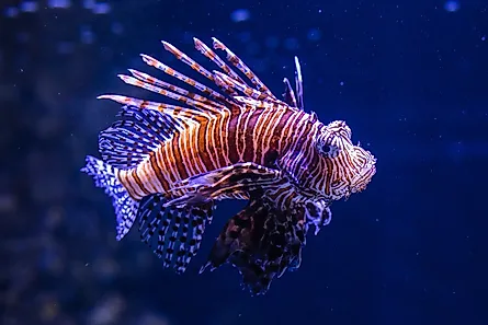 Close-up of a lionfish with vibrant orange and white stripes.