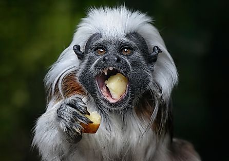 A cotton-top tamarin feeding on fruits.
