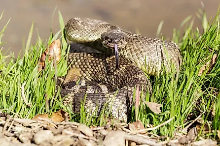 Angry northern Pacific rattlesnake (also known as the Western rattlesnake) in a defensive position.