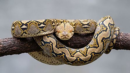 Reticulated python (Credit: JLugonStudio via Shutterstock)
