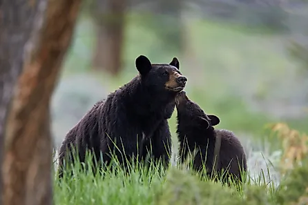 Black bear (ursus americanus), sow and yearling cub, yellowstone national park, wyoming