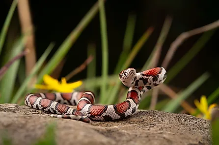 Red milk snake poised on a rock.