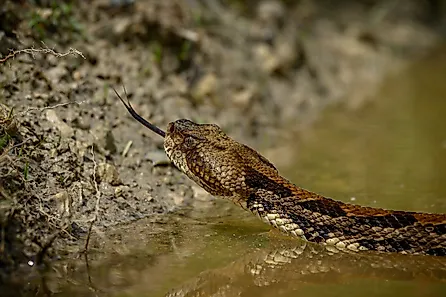 Timber rattlesnakes are capable swimmers.