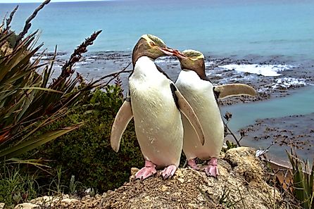 A yellow-eyed penguin pair in New Zealand.