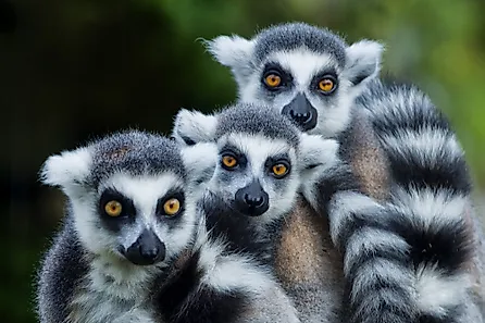 Madagascar is famous for its many lemur species. Image credit: Andrea Izzotti / Shutterstock