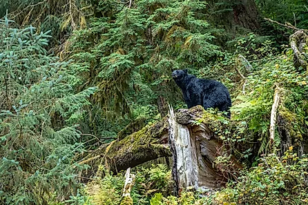 Black Bear in Tongass National Rainforest